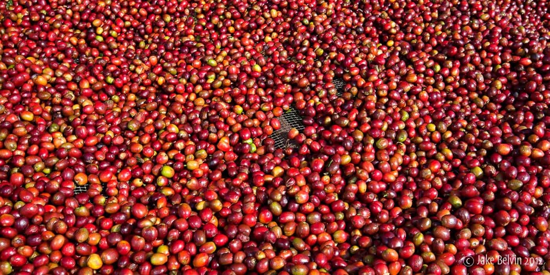 Sun-Drying Coffee Cherries